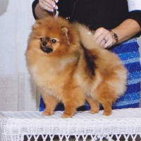 AM GCH. Ragdoll's Finders Keepers