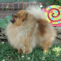 AM GCH. Ragdoll's Lost 'n Found