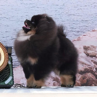 Zippo's Pom The Conquerer