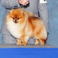 AM GCH. Bauhau's Show Shaker