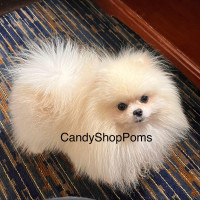 Lovely Pom Ember
