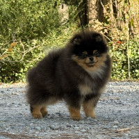 FCH Sunryze Poms Good Morning Baltimore