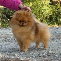 AM CH. Silhouette's See Me In A Crown