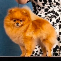 AM CH Ch Geezava's Holiday Spice