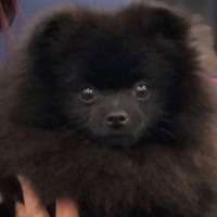 Springwood's Never Too Hot For Fur