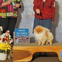 CH. Springwood's Cobra Kai