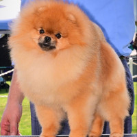 BISS AM CH Heathercreek Mr Wonderful