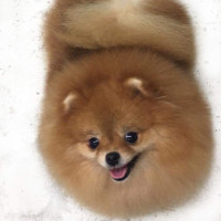 AM CH. Noble's Can't Steal My Thunder