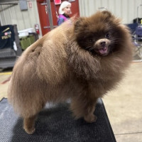 AM CH Charm City's Cornflake Girl