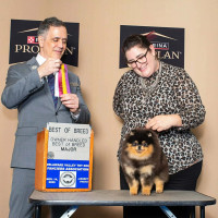 AM CH FCH Sunryze Poms Good Morning Baltimore