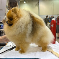 AM CH. Silhouette's Stolen Treasure