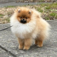 Silhouette's Scotty Doesn't Know