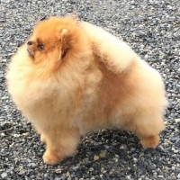 CAN. CH. Furrycreek's All Decked Out