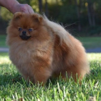 CH. Furrycreek's Game Of Thrones