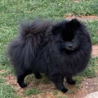 Charm City's Liquorice Glaze