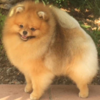 CH. Noble's Never Enough Ii