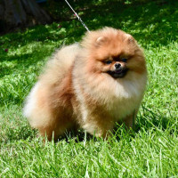 AM CH CAN GCH Tofini Great Adventure CHIC