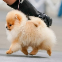 Cardian Miracle Majesty Maná