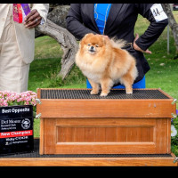 AM CH Radiant Dream Crystal Of Victory