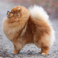 Upstart-fora Made Of The Best Stuff On Earth