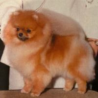 CH. Terimar's Bouncin Love Potion