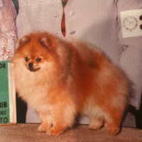 AM CH. Firebrook's Justin Thyme