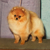 CH. Janesa's Keep The Faith