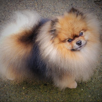 AM GCH Ragdoll's Courage To Carry On