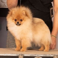 Tofini To Love A Spy