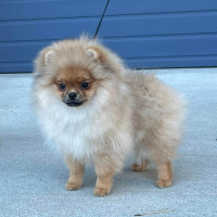 Tofini Jump To Conclusions