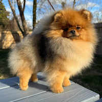 AM CH Chriscendo Cinnamon Hearts