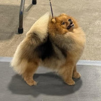 CAN CH. Chriscendo Candy Hearts