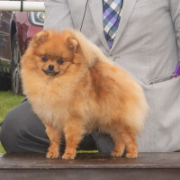 AM CH Foxworth First Responder