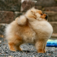 CAN CH. Chriscendo Convincing