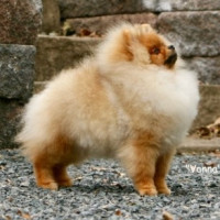 Chriscendo Caravanna