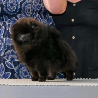 Diaquiris Cornsilks Midnight Lace