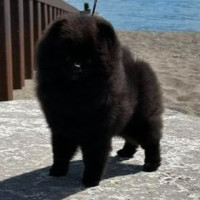 Diaquiris Nitro At Cornsilks