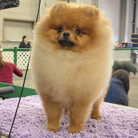 Arwins Canadian Heartthrob