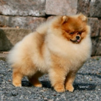 CAN CH. Chriscendo Cardinal Sin