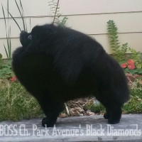GCH. CH. Park Avenues Black Diamonds