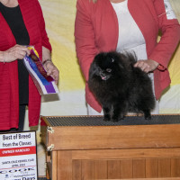 AM CH. Diana's Doing It All For Bebe-luli