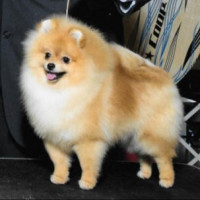 CH. Noble's Girl Gone Wild