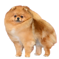 AM CH. Nordic Vision's Cat Got Your Tounge