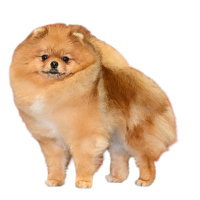 AM CH Nordic Vision's Cat Got Your Tongue