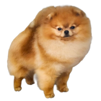 AM GCH. CH. Bravo's Ain't My First Rodeo