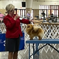 AM CH. Springwood's My Girl Austin