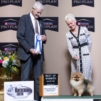 Springwood The Quiet Man At Sundown