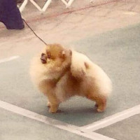 Springwood's Canton Royale