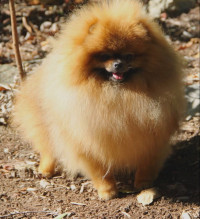 AM GCH. Starfire's Leonardo ROM