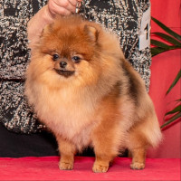 Carleez California Dreamin'